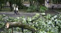 На проспекті Свободи видалять аварійні дерева: на їхнє місце висадять нові саджанці
