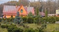 У двох громадах Львівської МТГ висадили ялинки