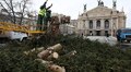 Головну ялинку Львова відвезли на компостування