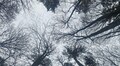 Місто не дозволить вирубки лісу у Брюховичах, де ростуть 50-річні сосни і 70-річні дуби, — Любомир Зубач