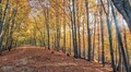 Львів’ян запрошують на екскурсію парком «Погулянка»