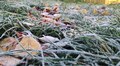 Цієї ночі синоптики прогнозують у Львові сильний заморозок