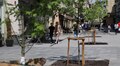 У місті приймають заявки на участь у акції «Подаруй місту дерево» осінь 2025
