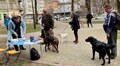 У Лисиничах безкоштовно вакцинуватимуть домашніх улюбленців від сказу