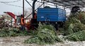 Як у Львові переробляють ялинки