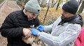 За три дні у парку Франка провакцинували від сказу майже 150 котів та собак