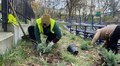 12 шкіл та дитсадків Львова матимуть нове озеленення