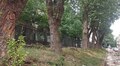 На вул. Старосольських зріжуть аварійні тополі: на їх місці висадять колоновидні граби