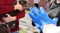 Відзавтра у парку Франка безкоштовно вакцинуватимуть собак та котів від сказу