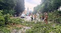 У Львові оперативно ліквідовують наслідки негоди: повалені дерева, обірвані мережі та зміни в русі транспорту (відео)
