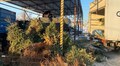 Перші ялинки привезли на станцію компостування