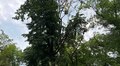 Аварійні клен і липу на схилі вул. Шота Руставелі завтра видалять: на кілька годин частина вулиці буде перекрита для проїзду
