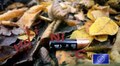 У місті встановили 80 контейнерів ля батарейок