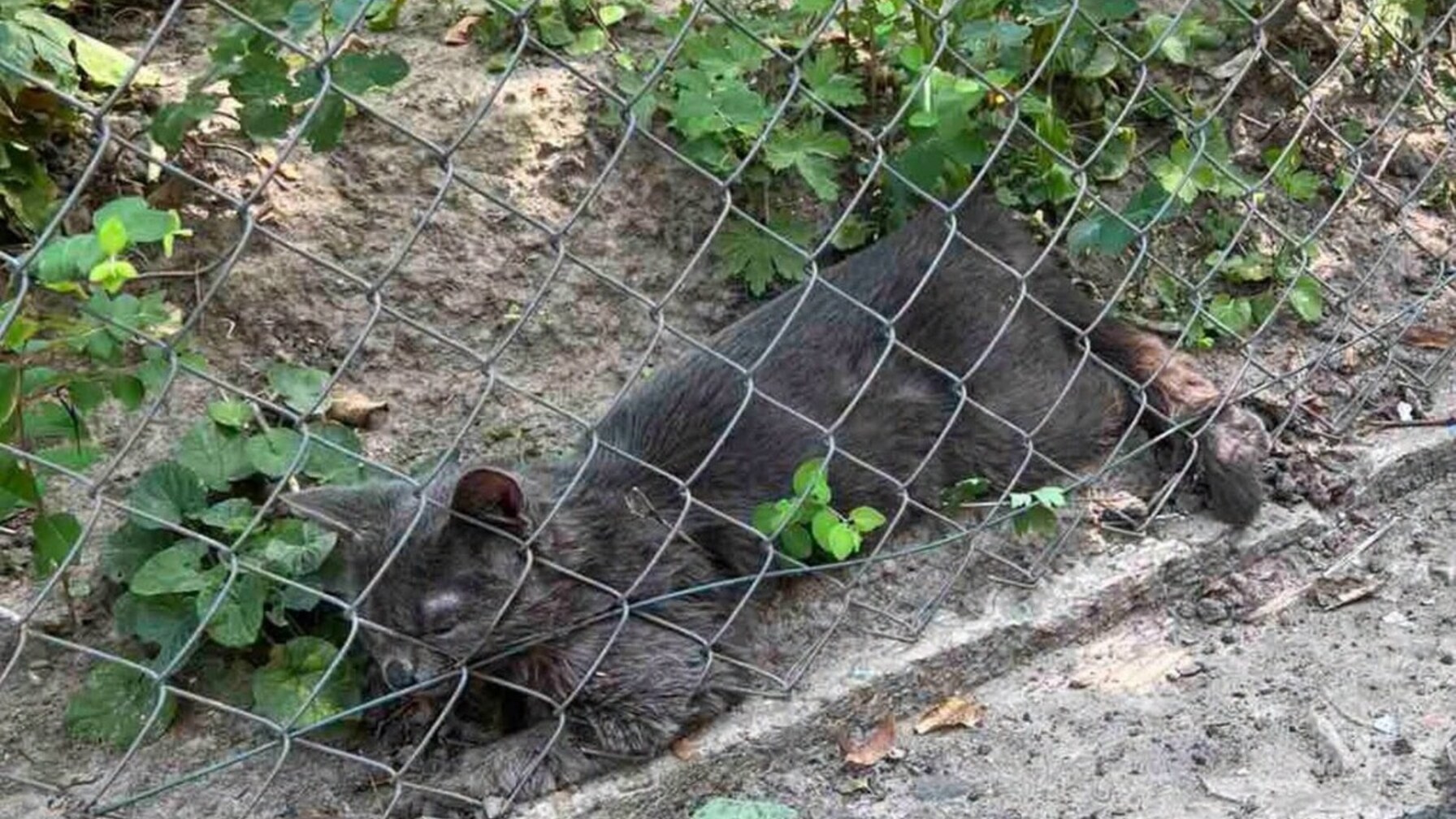 У Львові оголосили карантин через сказ у кота: що заборонено і як захистити тварин та себе