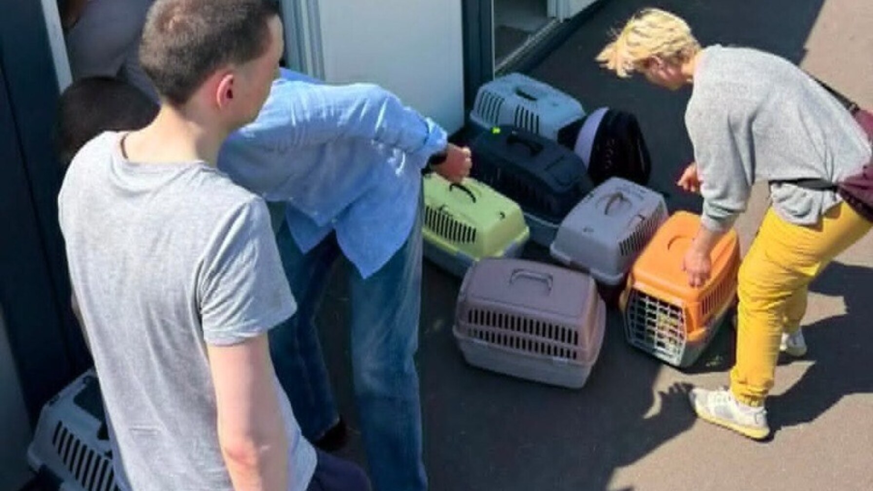 Родина з 14 котами після ракетного удару по Львову отримала тимчасовий прихисток у модульному містечку