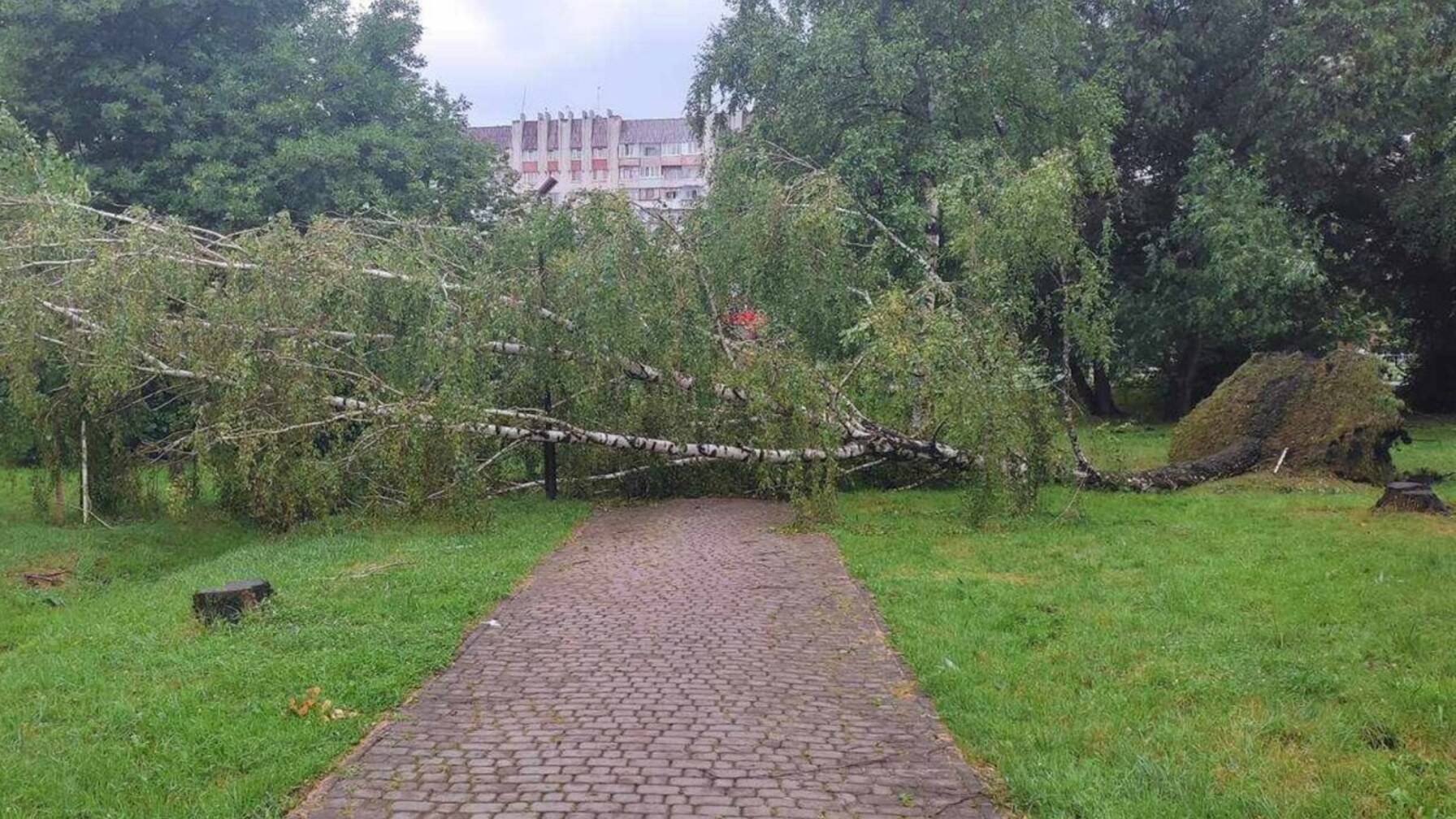 Буря у Львові: повалені дерева в парках, пошкоджена виставка динозаврів і підтоплені вулиці