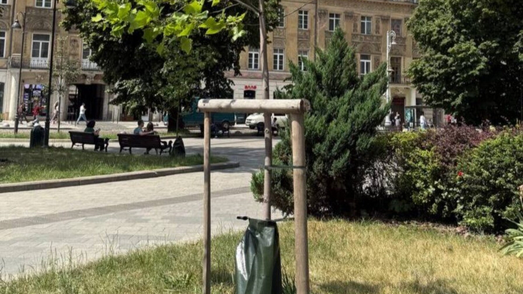 Поліетиленові мішки на деревах у Львові: як місто рятує саджанці від посухи