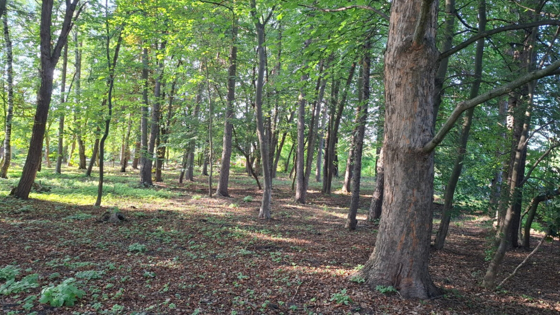 У Брюховичах офіційно закріплять статус скверу на Вербовій, щоб захистити його від забудови