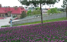 Фото 1: На Меморіалі Героїв Небесної Сотні цвітуть нідерландські тюльпани