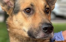 Фото 8: 50 собак і 17 котів чекають на своїх господарів у ЛКП «Лев»