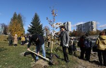 Фото 4: У Львові біля лікарні швидкої медичної допомоги висадили «Сад Здоров’я»