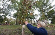 Фото 39: У Львові висадили 96 іменних дерев, присвячених загиблим Героям