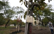 Фото 42: У Львові висадили 96 іменних дерев, присвячених загиблим Героям