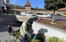 Фото 5: Санітарна обрізка, догляд та пересадка рослин: на площі Митній упорядкували клумби