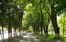 Фото 5: На вул. Шевченка, 315 буде збережено зелену зону