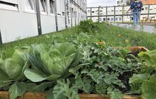 Фото 3: Овочі, квіти, пряні трави і навіть кавуни: що росте на городах мешканців модульного містечка