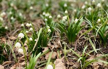 Фото 4: Львів’ян закликають не зривати, не купувати та не дарувати первоцвіти