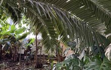 Фото 2: У Стрийському парку достигають банани