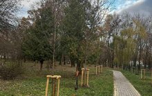 Фото 8: Понад 60 нових дерев висадили в Залізничному районі Львова