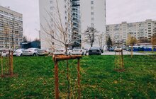 Фото 5: Липи, клени та гіркокаштани: у Львові висадять майже тисячу дерев та понад 6 тисяч кущів