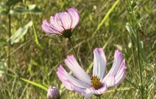 Фото 6: На Меморіалі Небесної Сотні квітує різнотрав’я
