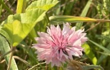 Фото 7: На Меморіалі Небесної Сотні квітує різнотрав’я