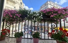 Фото 11: У Львові нагородили власників найгарніших квітучих балконів та підвіконь