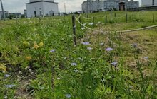 Фото 10: Маки, волошки та інші польові квіти: у Львові цвітуть шість ділянок різнотрав’я