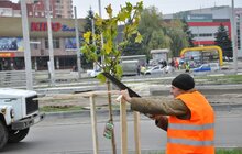 Фото 7: У Сихівському районі стартувала масштабна осіння висадка дерев