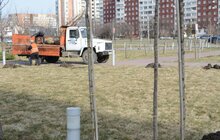 Фото 10: На Сихові висаджують 20 нових дерев, план міста на цей рік — не менше 10 тис зелених насаджень