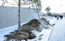 Фото 27: На Меморіалі пам’яті Героїв Небесної Сотні висадили сосни