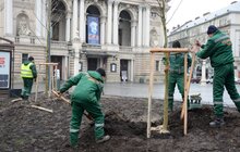 Фото 3: На площі перед Оперним театром висадили 8 платанів