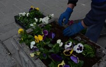Фото 5: У місті розпочалась весняна висадка квітів 