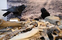 Фото 9: Львівський природознавчий музей відкрився