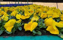 Фото 4: У Львові висадили перші квіти: квітковий годинник на площі Митній вже у синьо-жовтих віолах