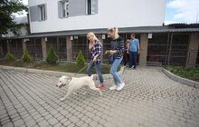 Фото 15: У Львові відомі спортсмени допомагали безпритульним тваринам