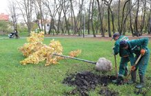 Фото 5: У парку «700-річчя» триває висадка дерев та кущів