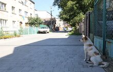 Фото 3: Мер оглянув відремонтовану дорогу на вулиці Параджанова