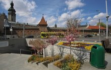 Фото 30: У Львові висаджують квіткові композиції