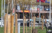Фото 5: У Львові висадили 20 сакур, які місту подарувало Посольство Японії